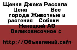 Щенки Джека Рассела › Цена ­ 10 000 - Все города Животные и растения » Собаки   . Ненецкий АО,Великовисочное с.